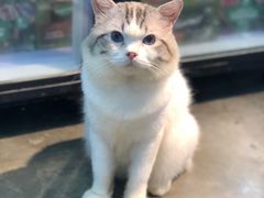 -more than meow吴止猫主题餐厅(承德 中船汇店)