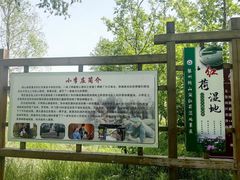 -微山湖红荷湿地景区