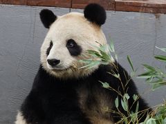 -杭州野生动物世界