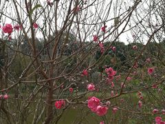 -南国桃园旅游度假区