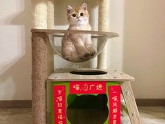 -猫十亿·布偶金渐层·曼基康矮脚猫舍(青年路店)