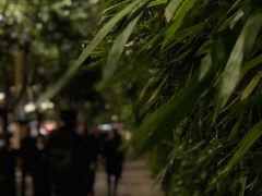 -眉山湿地公园(东坡区)