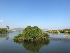 -芒洲湿地公园
