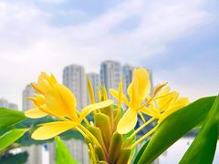 -重庆中央公园(渝北区)