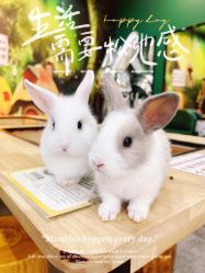-神奇动物撸宠馆·羊驼·小浣熊·异宠(豫园店)