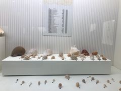 -青岛贝壳博物馆