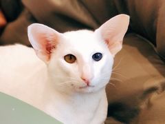 -飞行喵MR PILOT|猫舍·猫咖(静安大融城店)