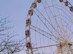 -顾村公园