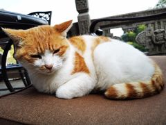 -韬光茶庵