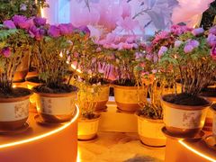-正佳雨林生态植物园