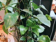 -了凡国风主题茶馆·咖啡(武侯祠锦里店)