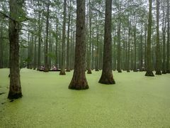 -渌洋湖湿地公园
