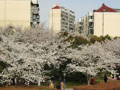 -高东镇樱花园