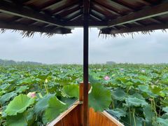-池杉湖湿地公园