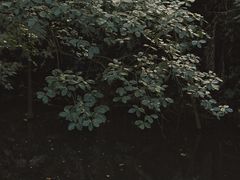 -广州兰圃