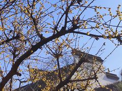 -南京市民俗博物馆(甘熙故居)