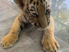 -西霞口神雕山野生动物世界