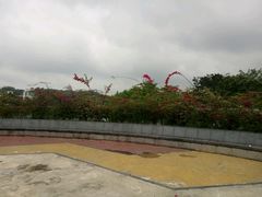 心中有花&nbsp;处处是花-东莞植物园