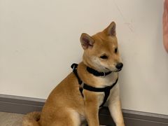 -浣熊柯尔鸭土拨鼠·电玩咖