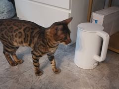 -老红桥炸灌肠牛肚锅烧烤(定福庄店)