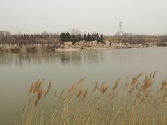 -大港湿地公园