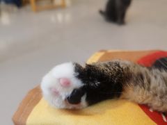-平行世界·猫咖(首经贸店)