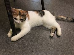 -猫色咖啡·猫咖