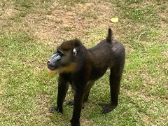 -西霞口神雕山野生动物世界
