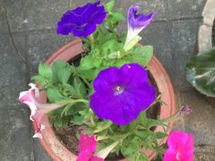 -龙大花卉苗木市场