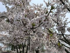 -羊山湖公园