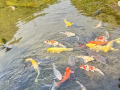 -水前寺成趣园