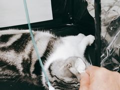 -欧奕国际动物医院