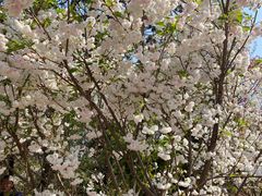 -天适樱花悠乐园