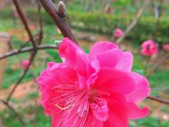 -南国桃园旅游度假区