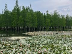 -白鹭湾湿地公园