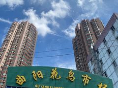 -曲阳花鸟市场(曲阳路店)