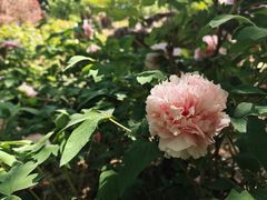 -洛阳市隋唐城遗址植物园