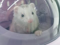 -爱侣宠医·鹦鹉专科·小型哺乳类·异宠专科(灵石路店)