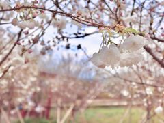 -天适樱花悠乐园