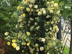 -北京西山国家森林公园