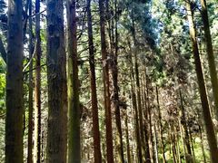 -武陵山森林公园