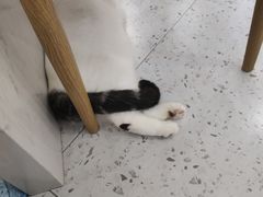 -喵园·猫主题咖啡厅·撸猫·猫咖(国贸店)