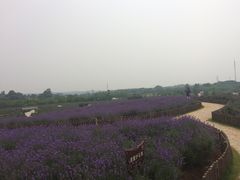 -大塘金香草谷