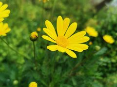 -杭州湾海上花田景区