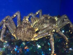 -成都浩海立方海洋公园