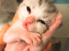 -十年猫舍·猫咪专门店(普陀店)