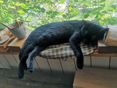 -海边的猫和咖啡馆