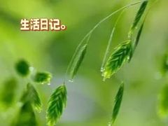 -羊山湖公园