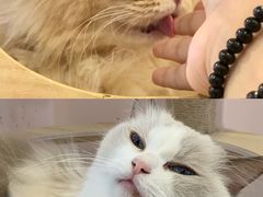 -猫咪派对(江南西店)