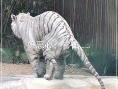 -广州长隆野生动物世界